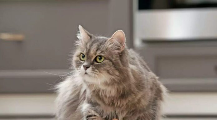 Порівняння якості та ціни: Клуб 4 Лапи, Royal Canin та Brit Premium