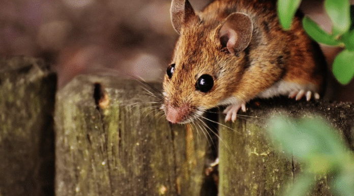 Тайны ночных видений: как толковать появление грызунов во сне